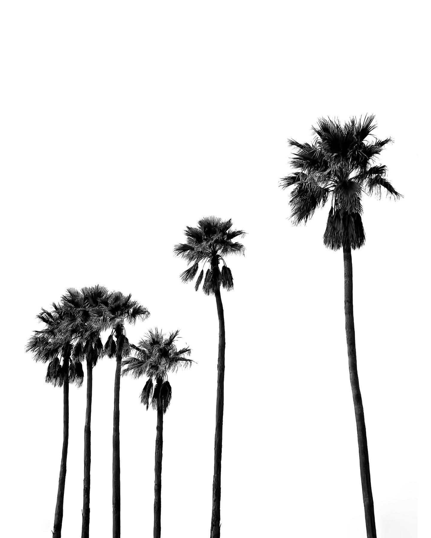 Los Angeles palm trees